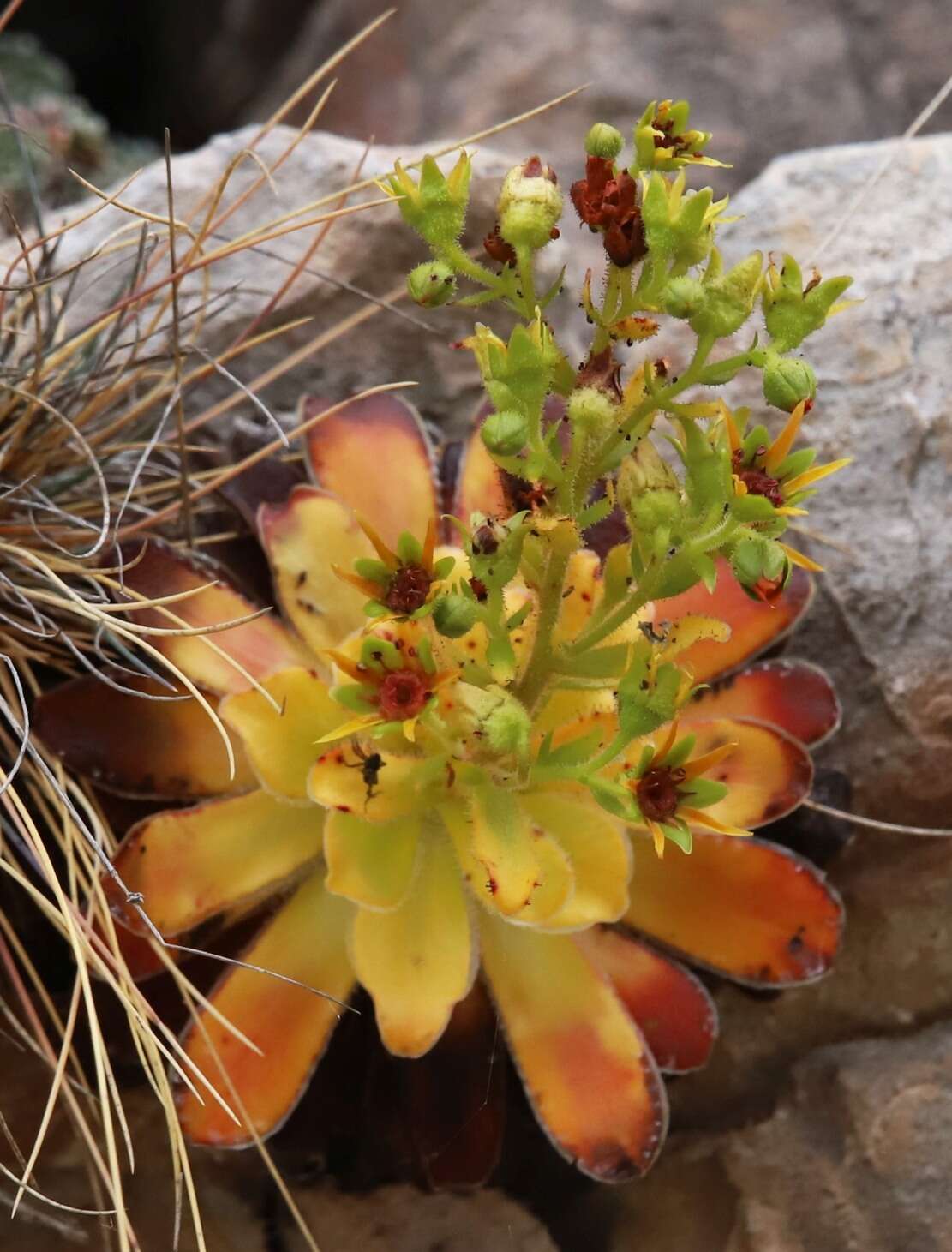 Слика од Saxifraga mutata L.