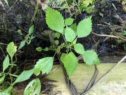 Image of Lesser Clearweed