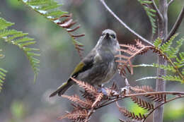 Image of Crescent Honeyeater