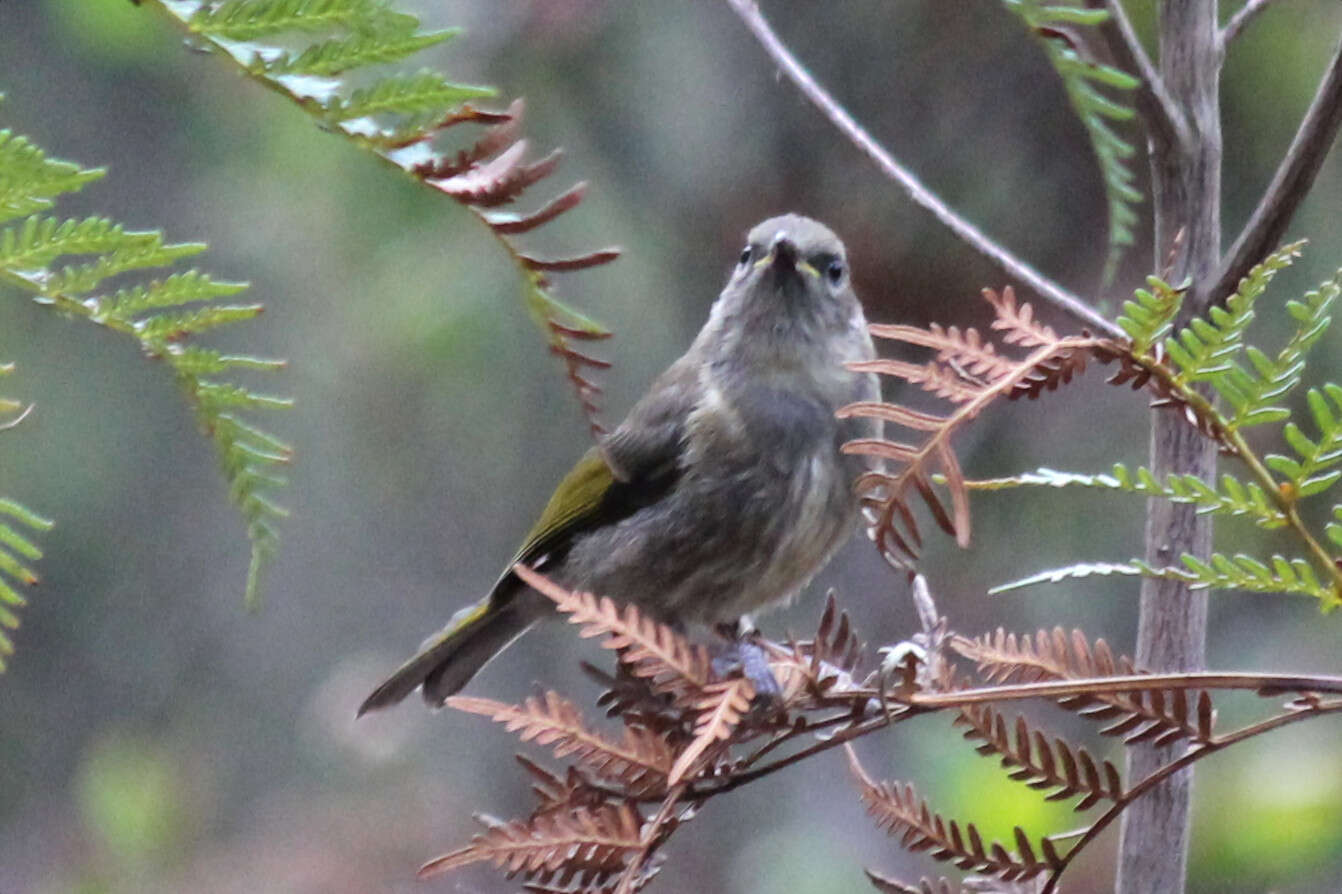 Image of Crescent Honeyeater