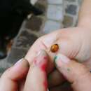 صورة Coccinella septempunctata septempunctata Linnaeus 1758