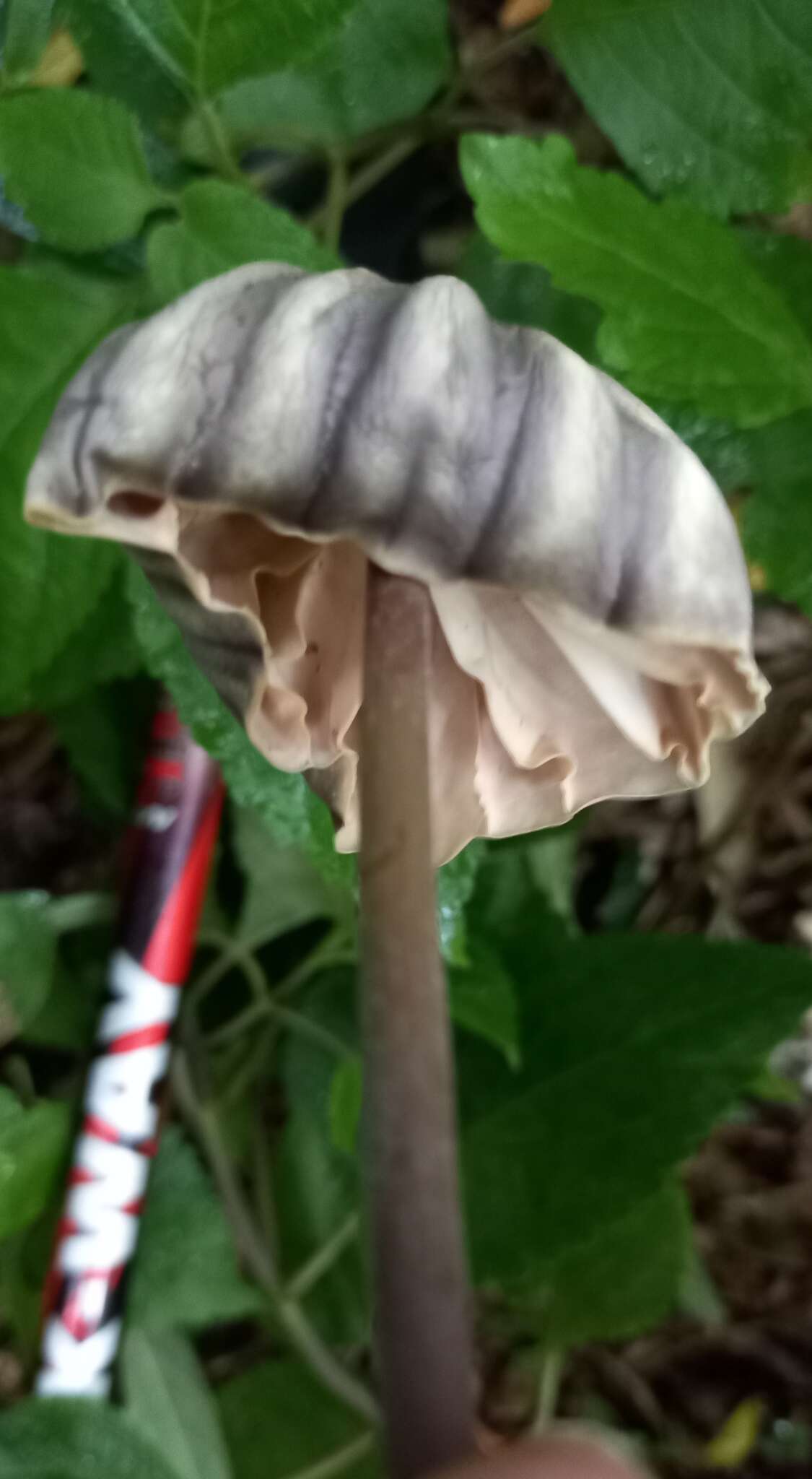 Image of Marasmius bekolacongoli Beeli 1928