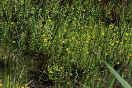 Image de Gratiola aurea Muhl.