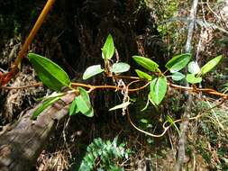 Image of Muehlenbeckia gunnii (Hook. fil.) Walp.