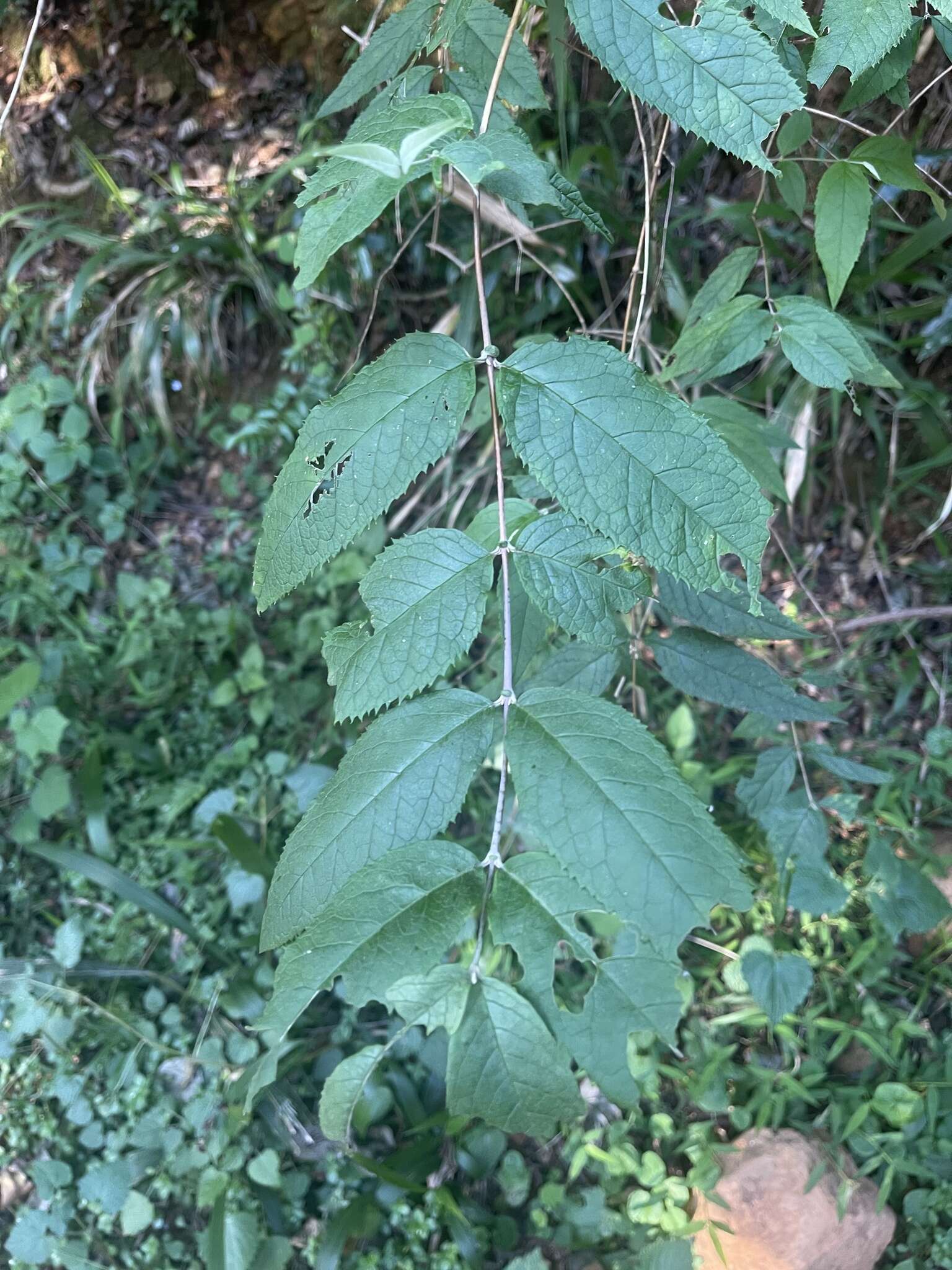 Image of Weeping sage