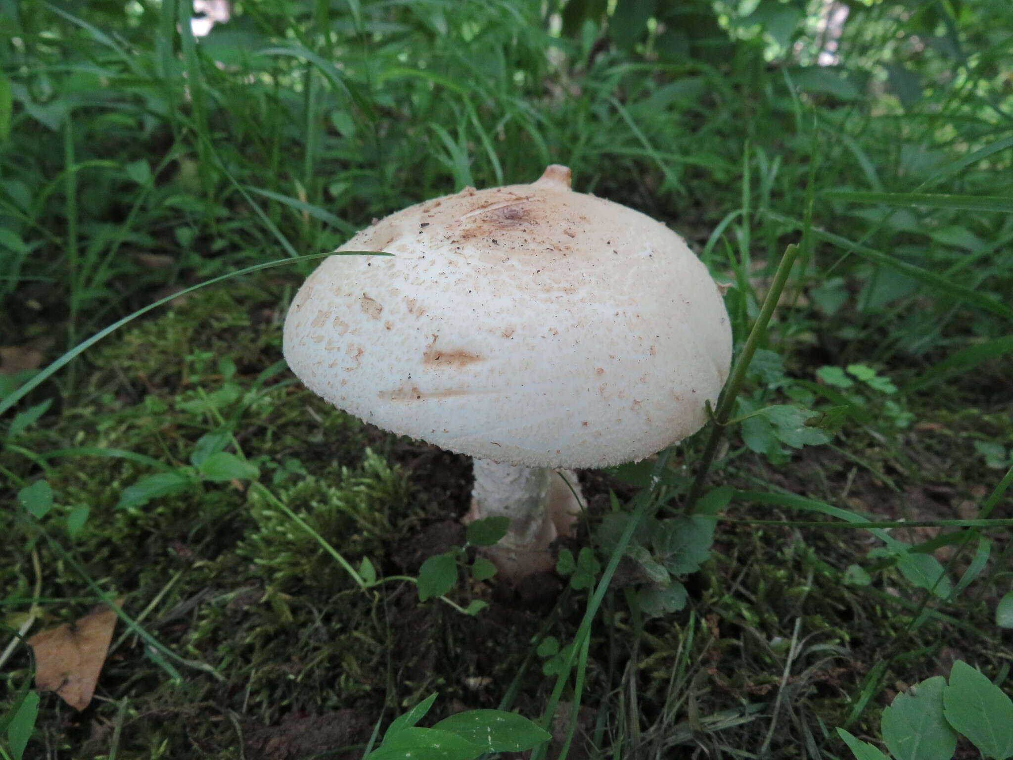 Image of Volvate amanita