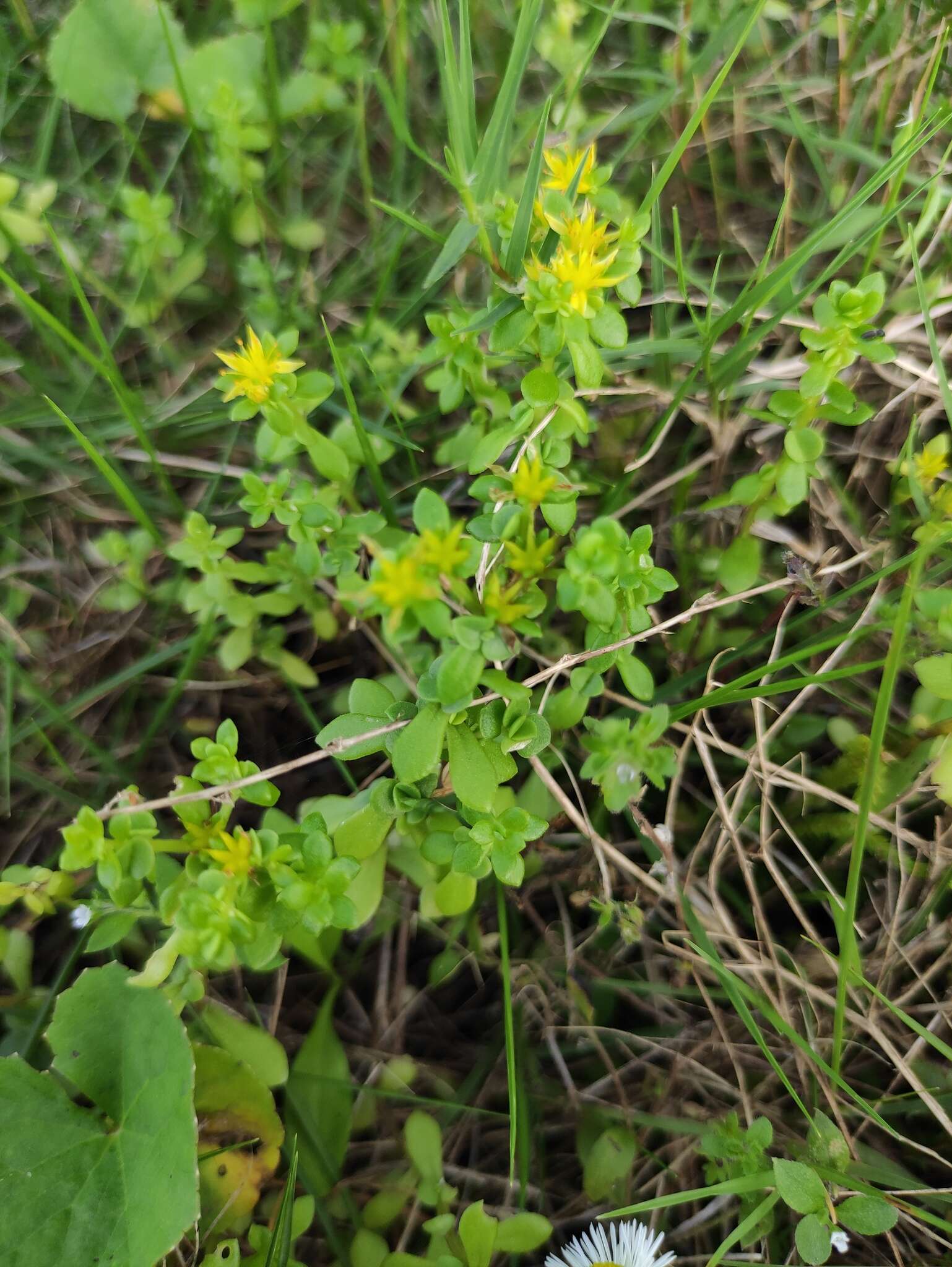 Sedum bulbiferum Makino resmi