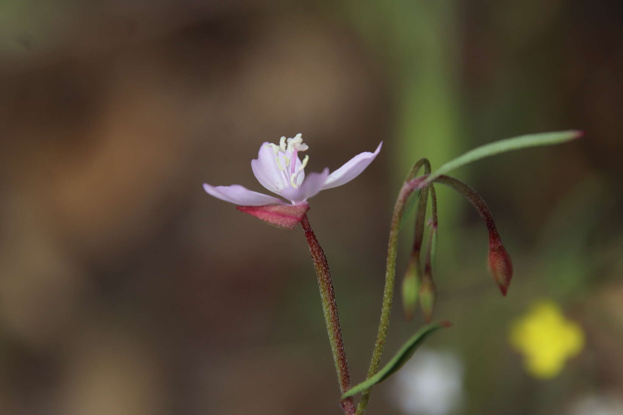 Image of Ramona clarkia