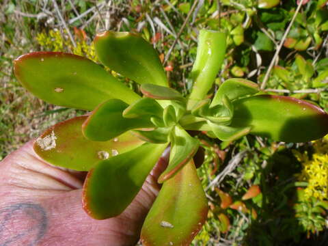 Image of green cockscomb