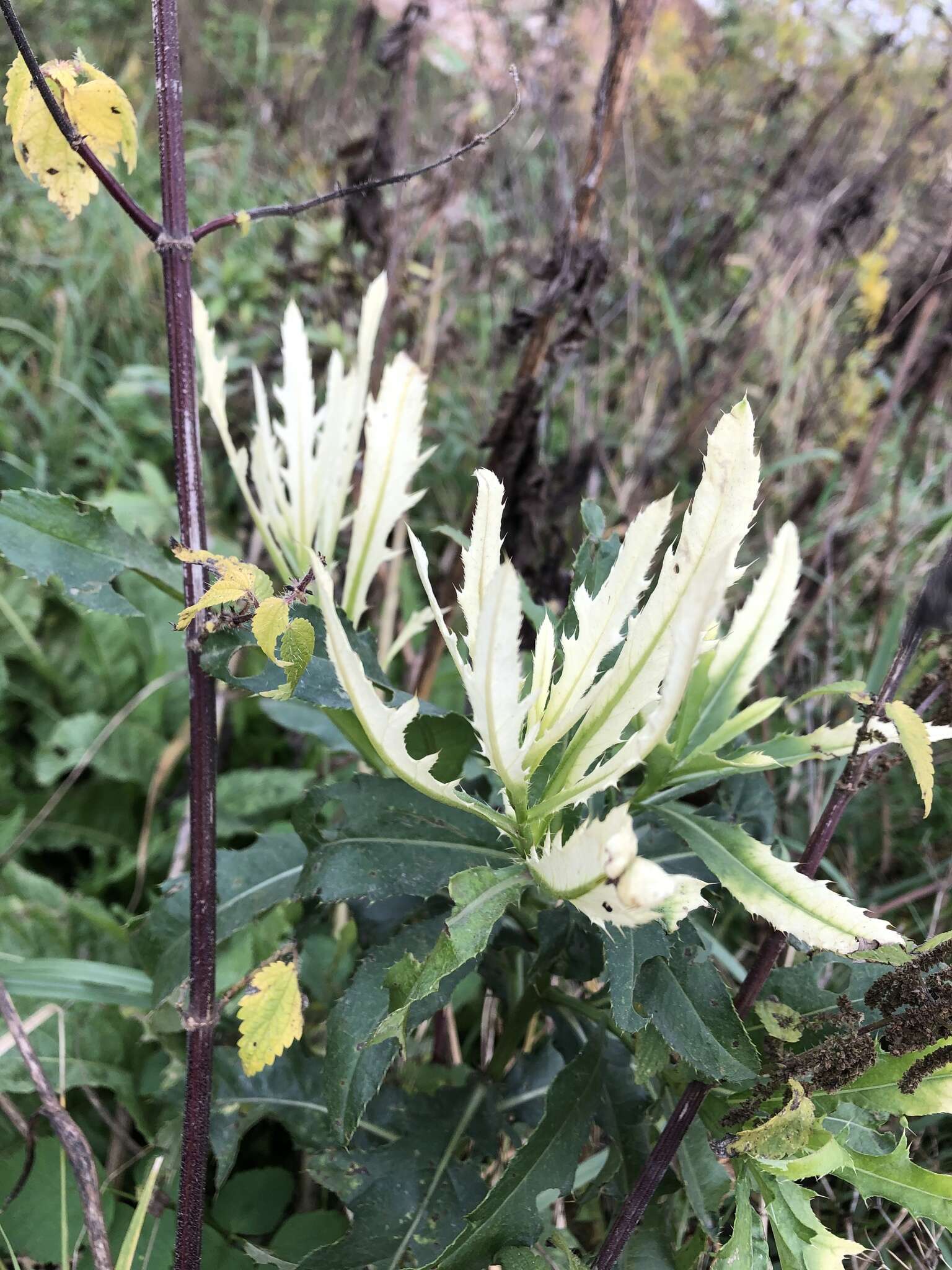 Pseudomonas syringae resmi