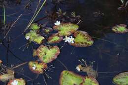 Image of white water snowflake