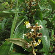 Image of Miconia stenostachya (Schrank & C. Martius) DC.