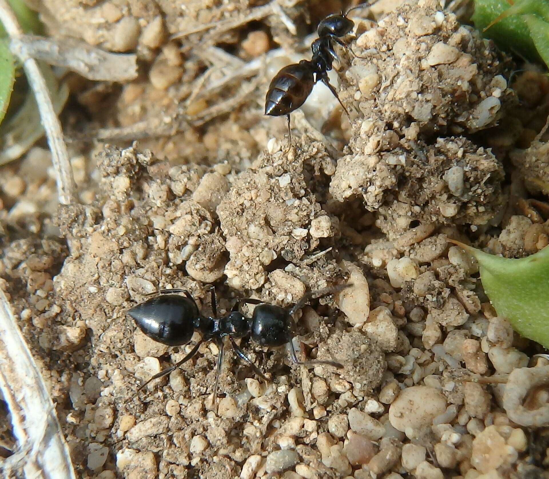 Image of Crematogaster laestrygon Emery 1869