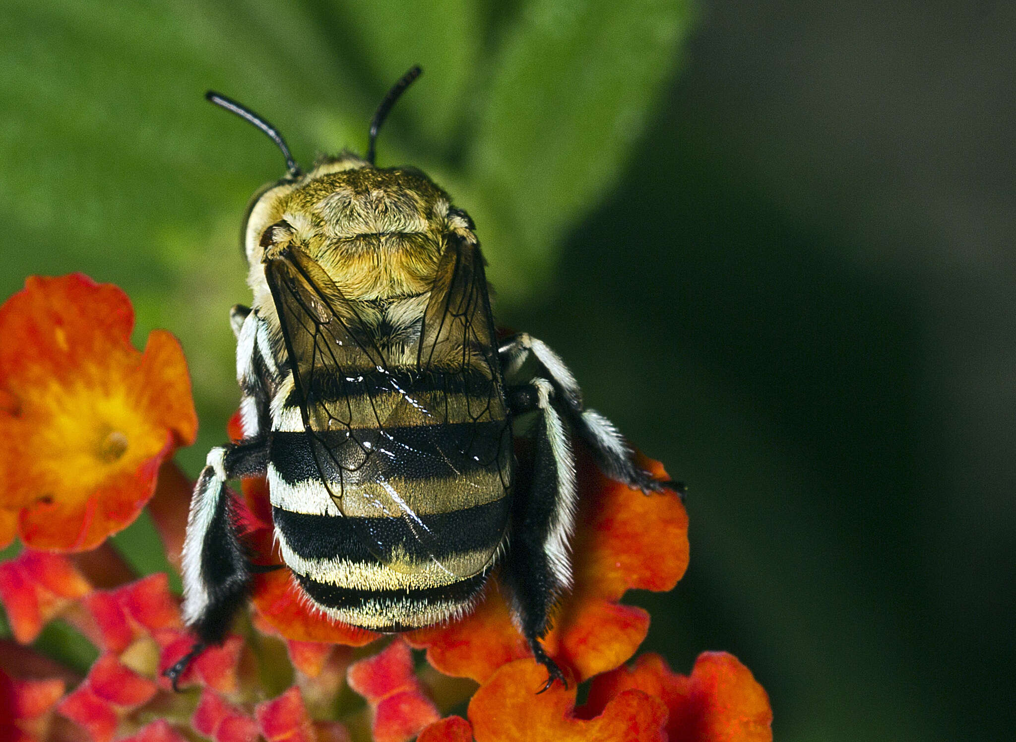 Image of Amegilla chlorocyanea (Cockerell 1914)