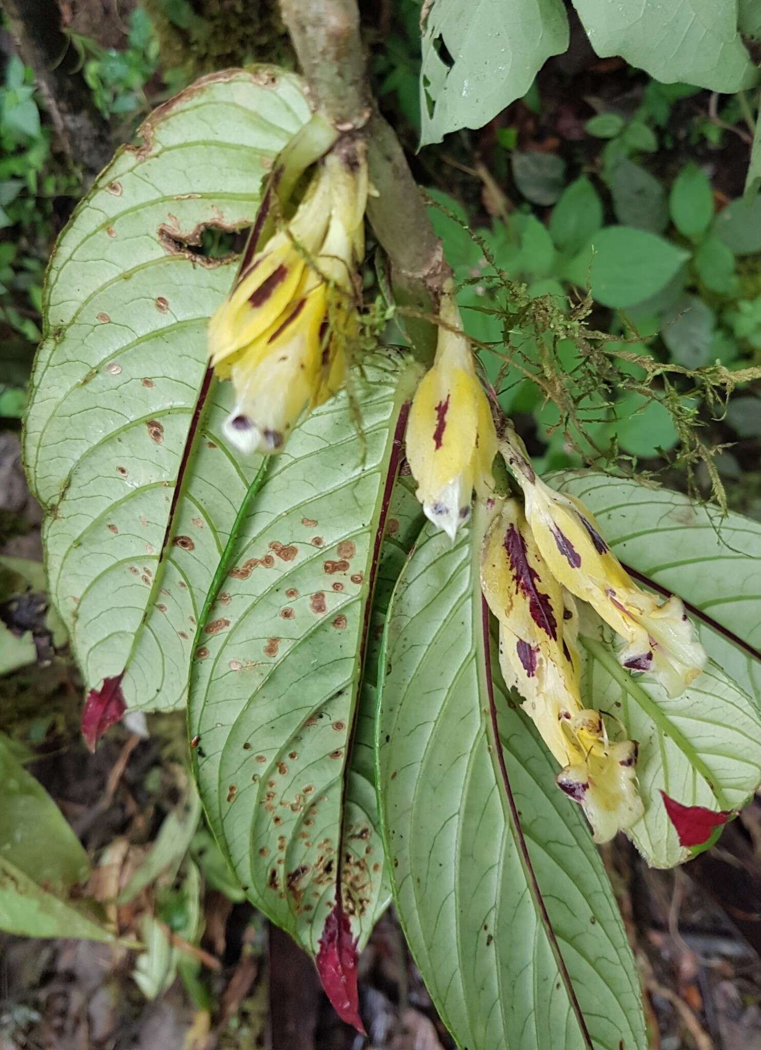 Image of Columnea picta H. Karst.