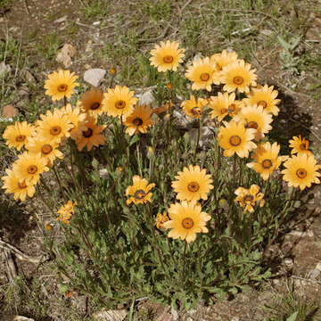 Image of glandular Cape marigold