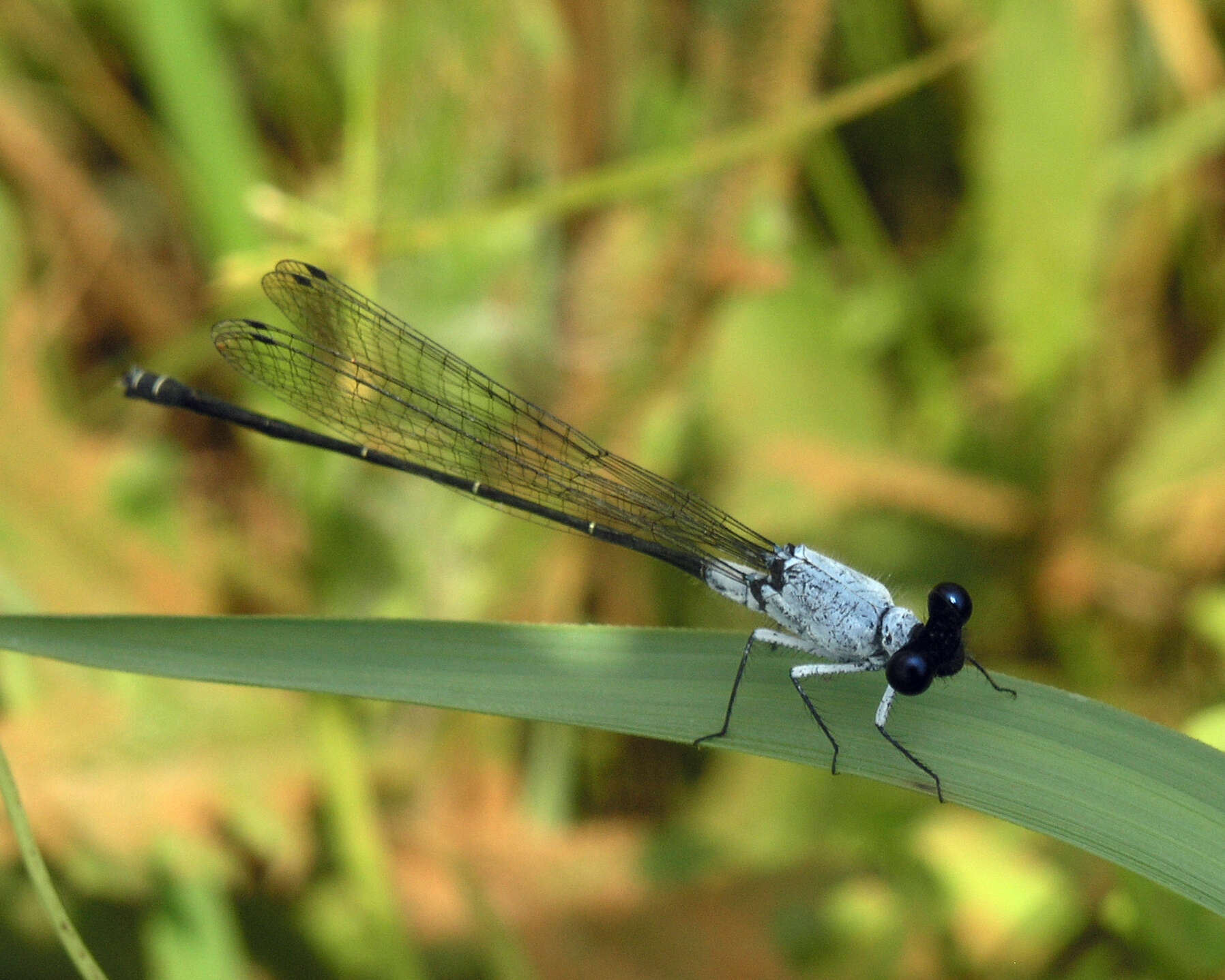 Image de Onychargia priydak Kosterin 2015