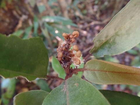 Image of Croton chrysodaphne Baill.