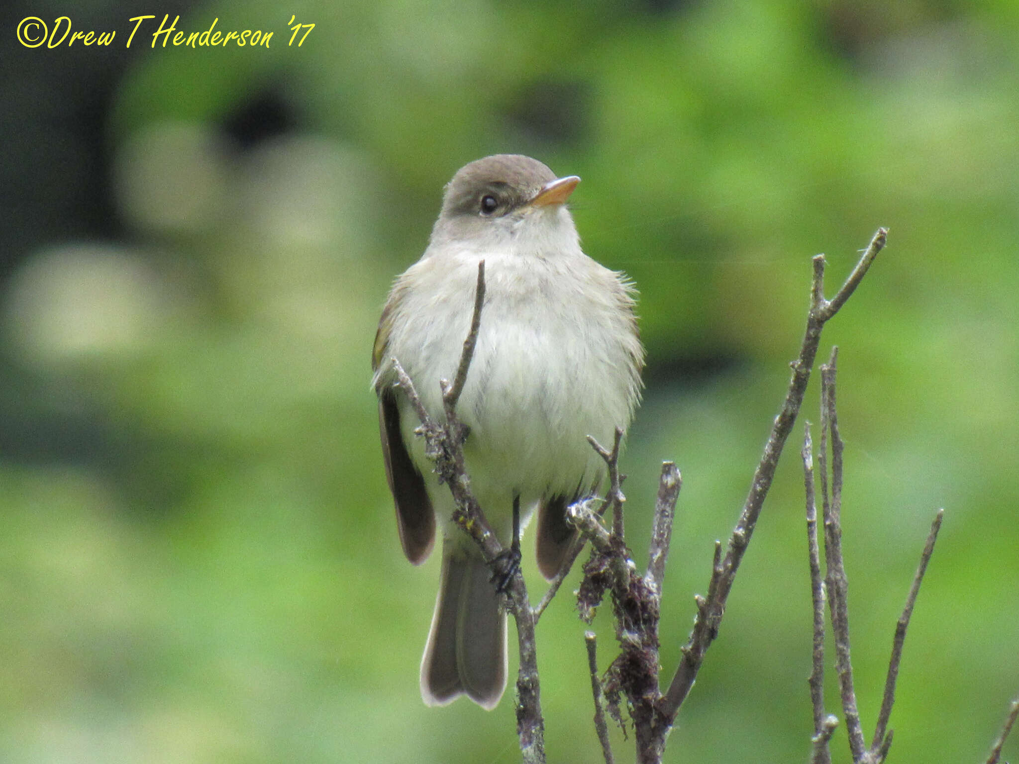 Image of Willow Flycatcher