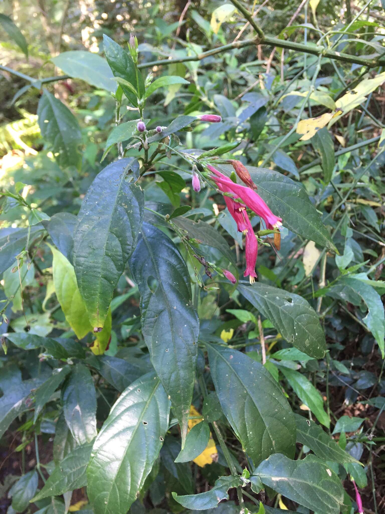 Image of Ruellia angustiflora (Nees) Lindau