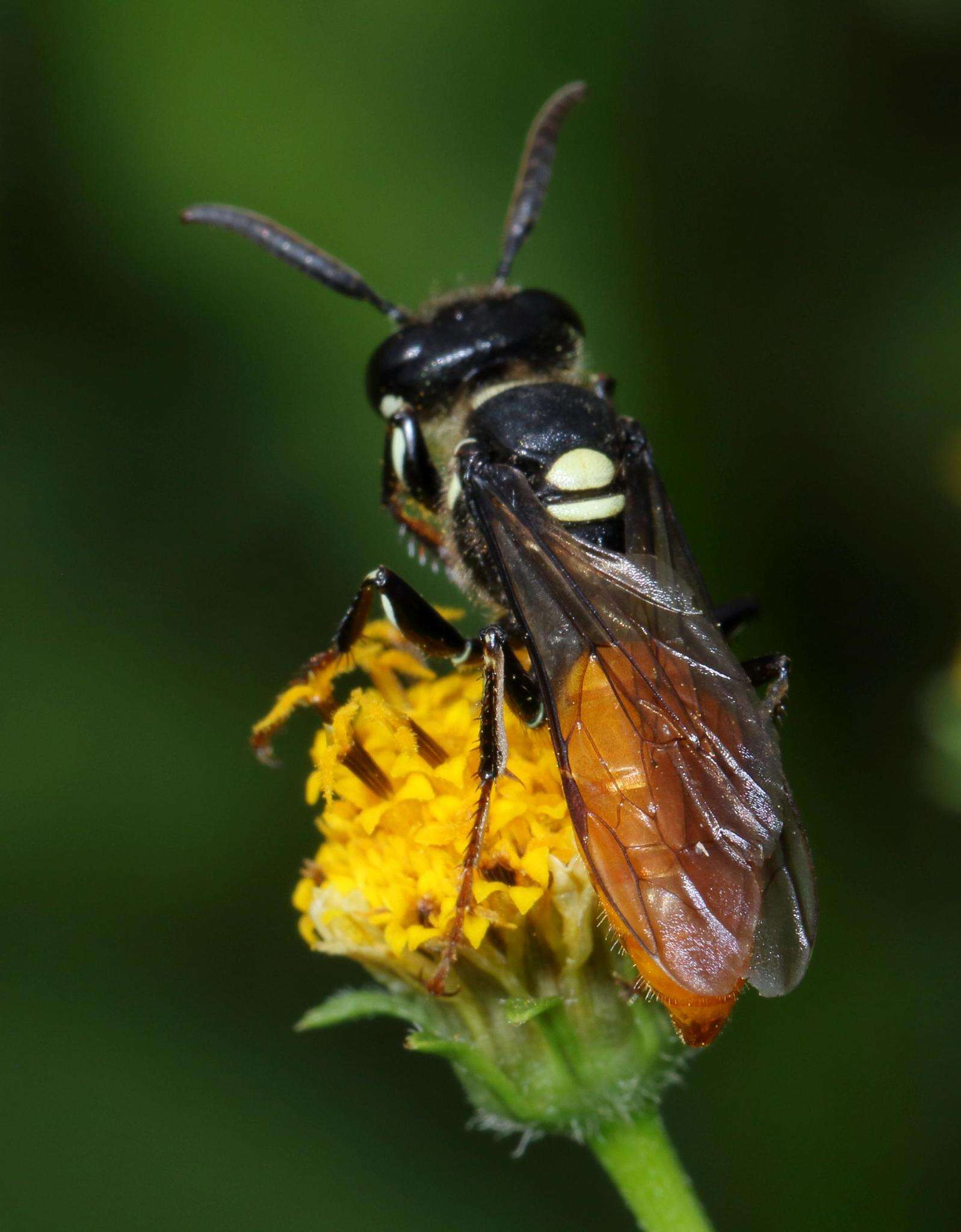 Philanthus loeflingi Dahlbom 1845的圖片