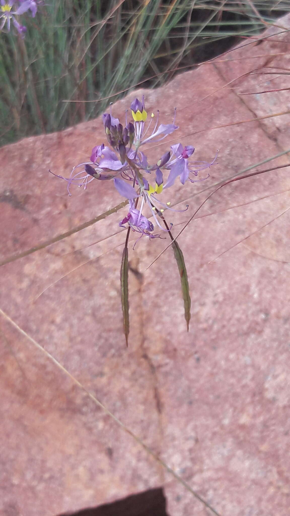 Слика од Sieruela maculata (Sond.) Roalson & J. C. Hall