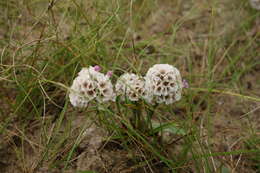 Imagem de Limonium flexuosum (L.) Kuntze