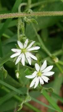 Image of Stellaria vestita Kurz