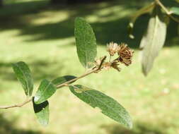 صورة Moquiniastrum polymorphum subsp. ceanothifolium (Less.) G. Sancho