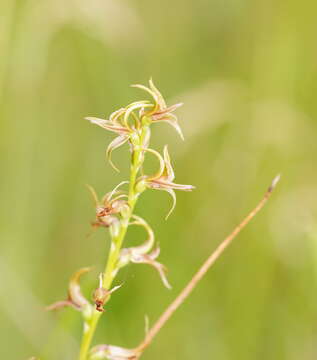 Image of Prasophyllum chasmogamum R. J. Bates & D. L. Jones