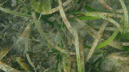 Слика од Posidonia australis Hook. fil.