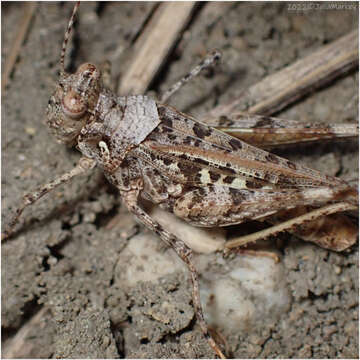 Image of Derotmema saussureanum Scudder & S. H. 1900