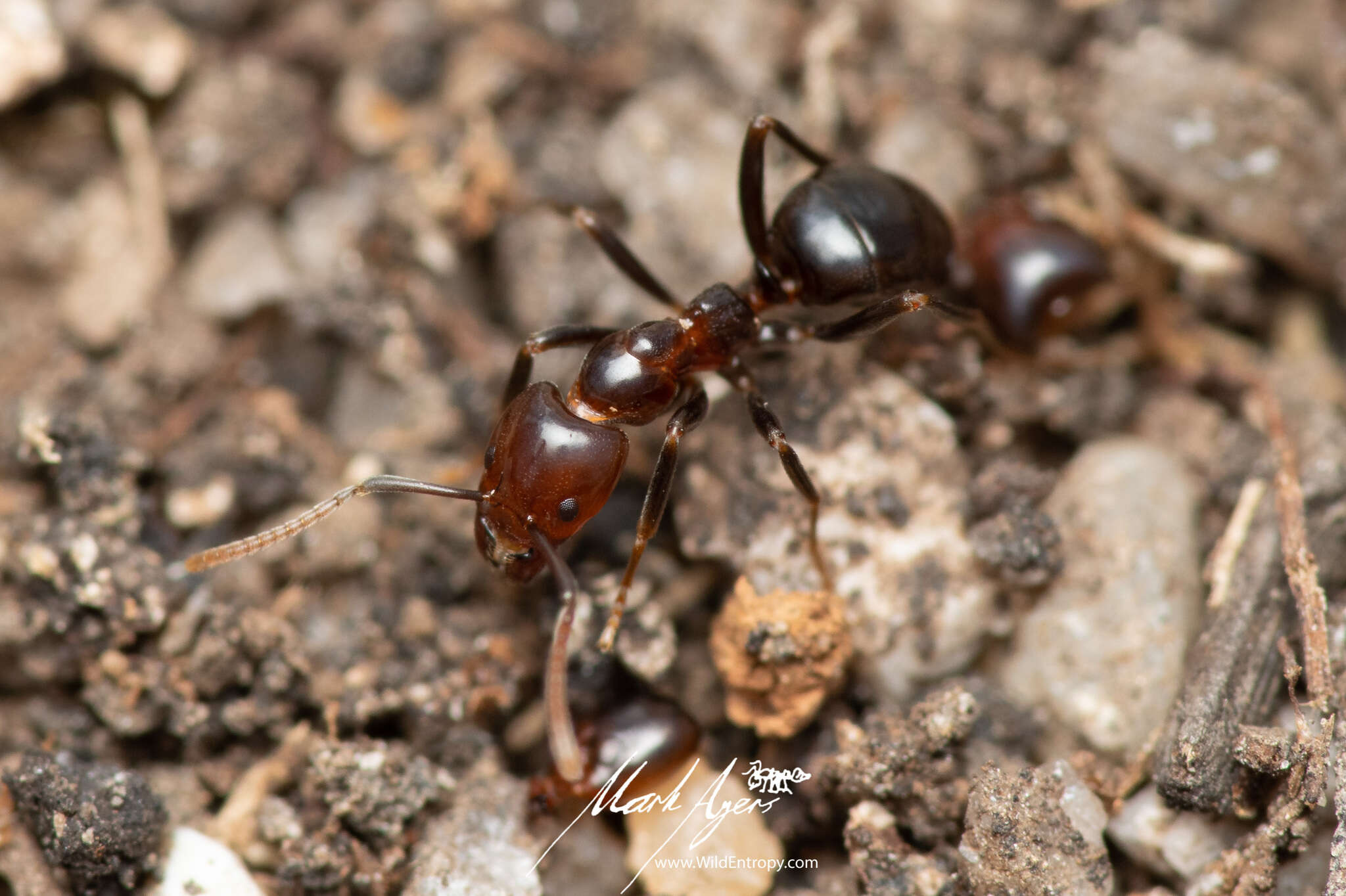 Image of Papyrius nitidus (Mayr 1862)