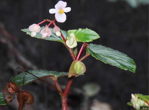 Image of clubed begonia