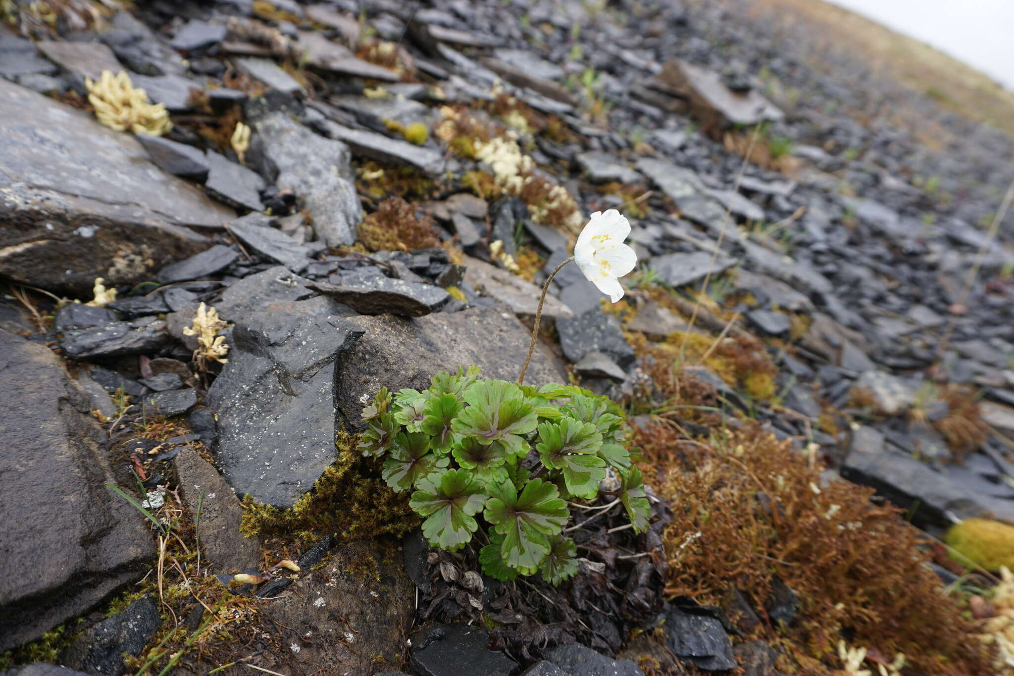 Anemone parviflora Michx. resmi