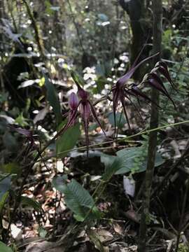 Imagem de Pleurothallis phalangifera (C. Presl) Rchb. fil.