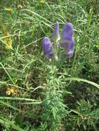 Aconitum volubile var. pubescens Regel的圖片