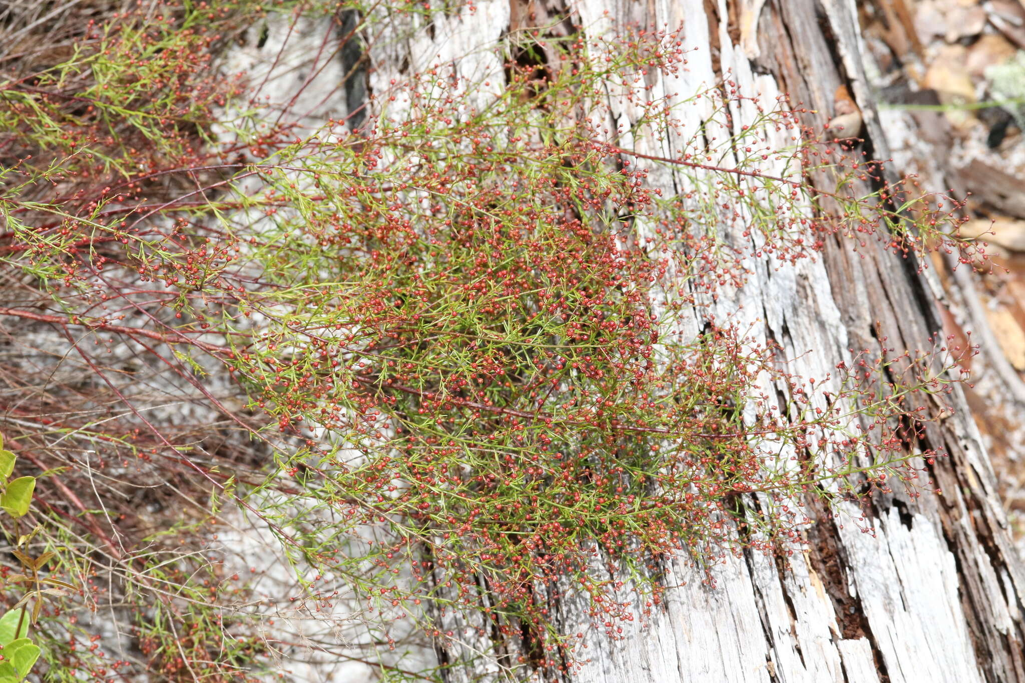 Image of Deckert's pinweed