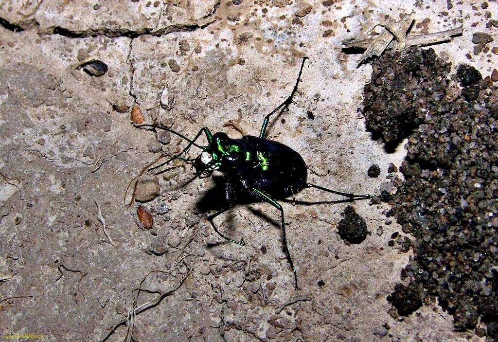 Imagem de Cicindela (Cicindela) sexguttata Fabricius 1775