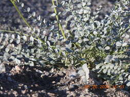 Image of triplerib milkvetch