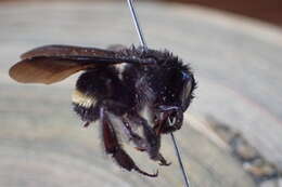 Image of Bombus mexicanus Cresson 1879