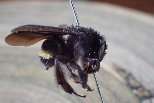 Imagem de Bombus mexicanus Cresson 1879