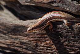 Image of Western three-striped skink