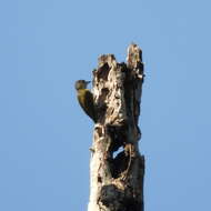 Image of Fine-barred Piculet