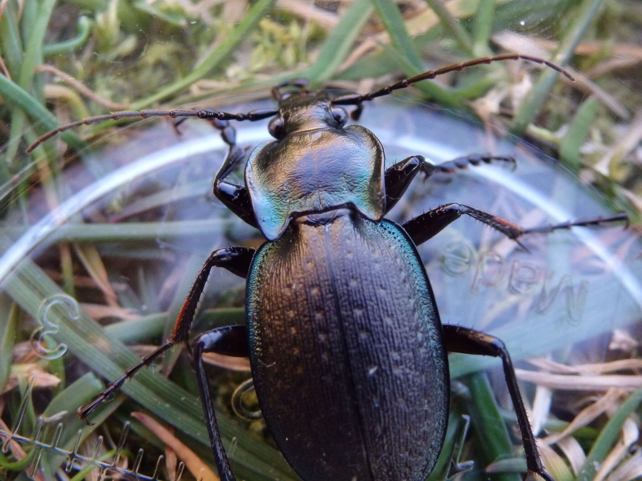 Слика од Carabus (Oreocarabus) luetgensi luetgensi Beuthin 1886