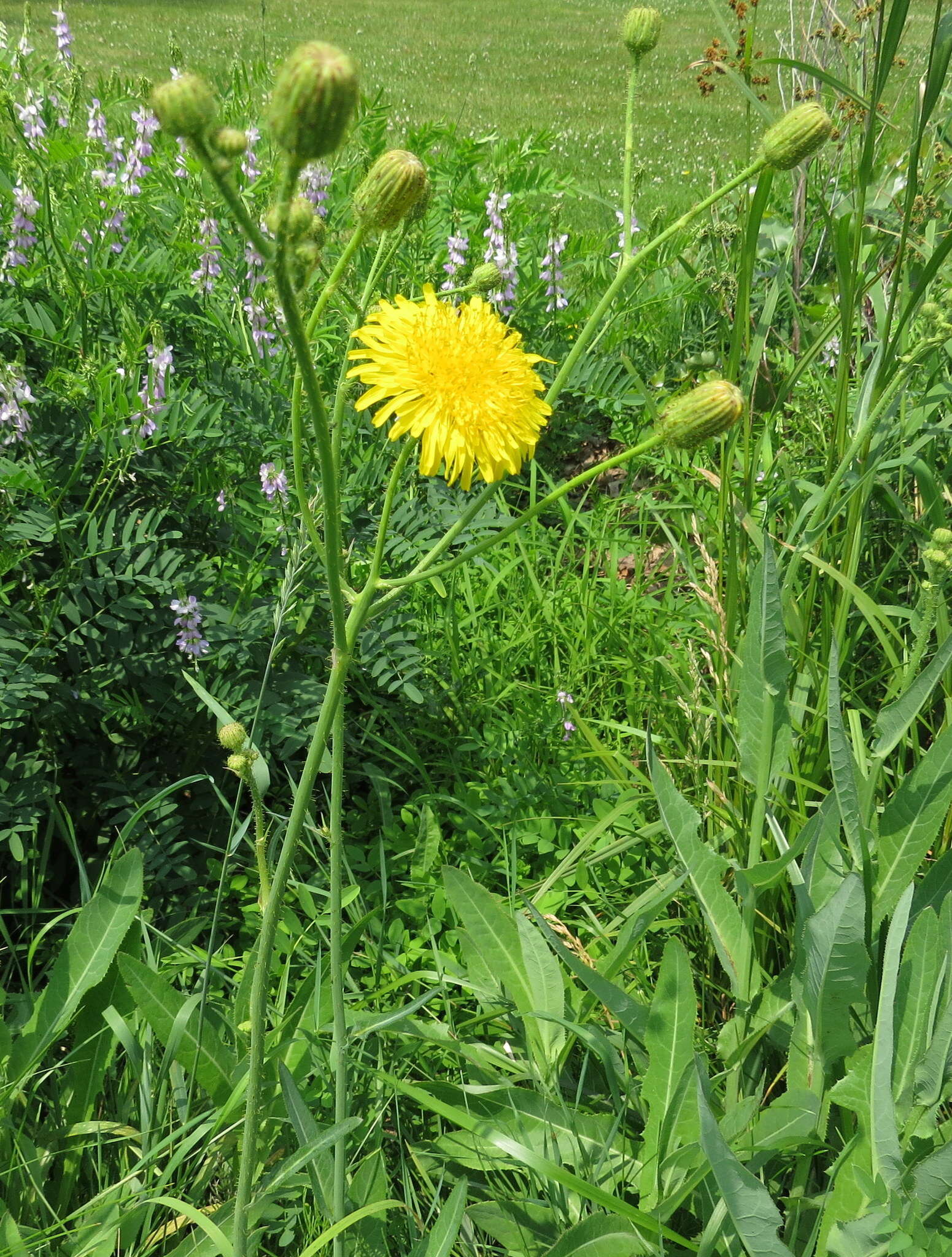 Plancia ëd Sonchus arvensis L.