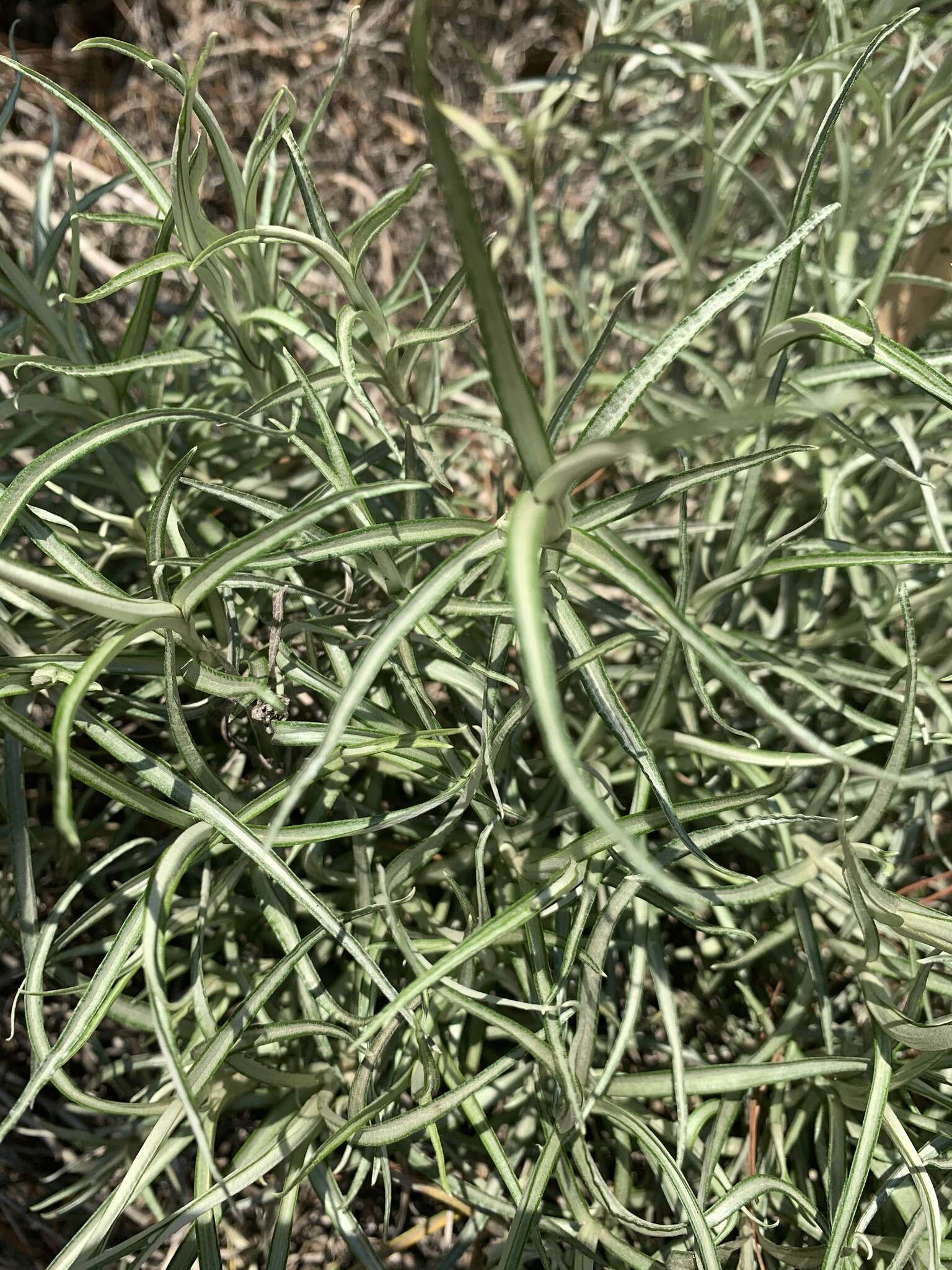 Image of Helichrysum chrysargyrum Moeser