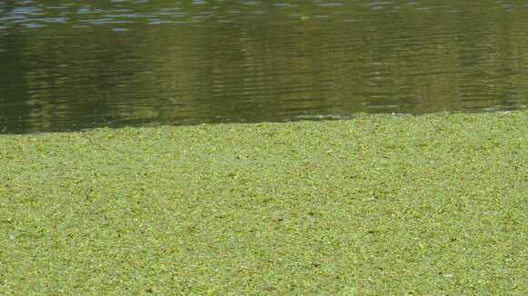 Image of giant salvinia