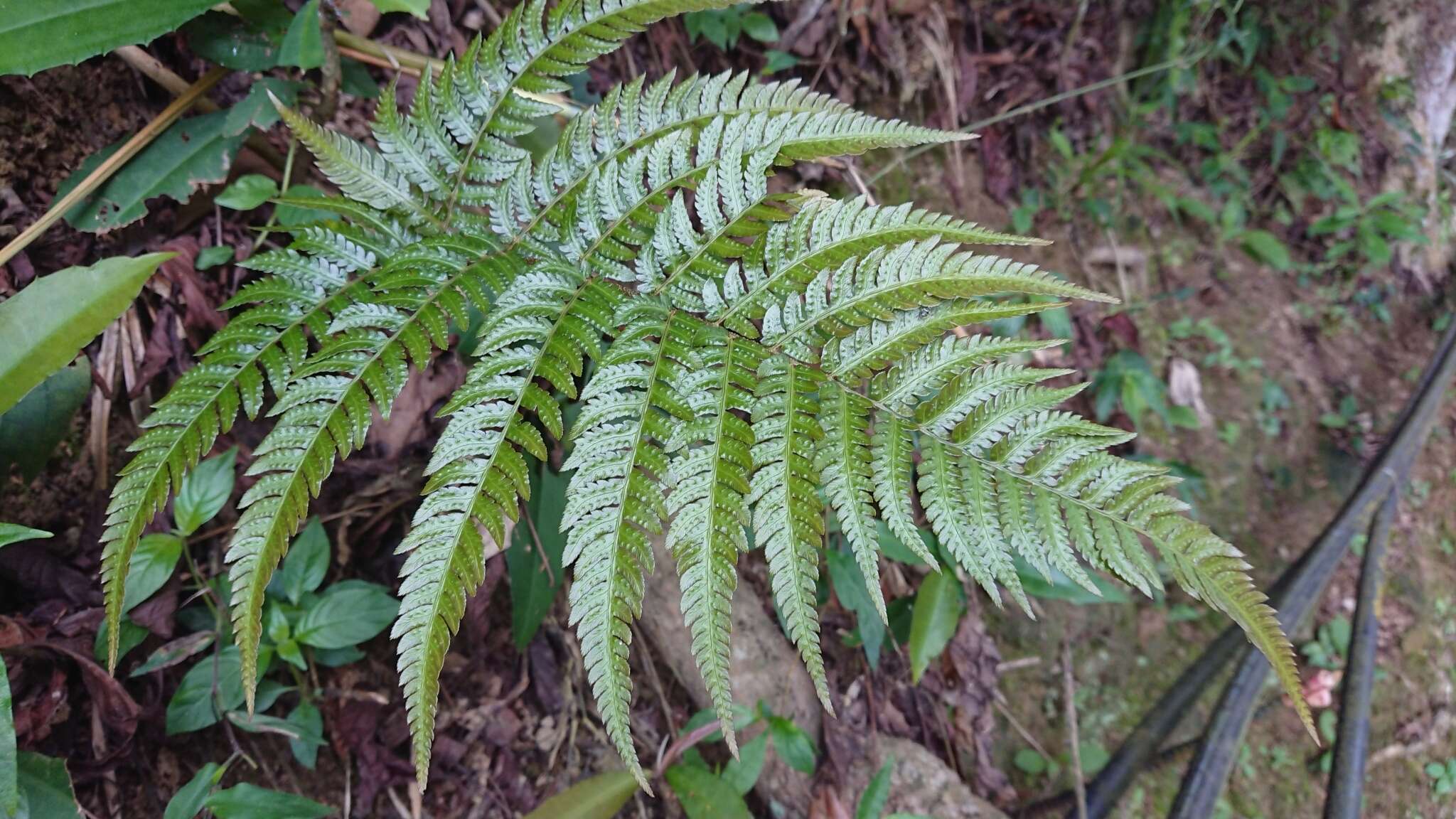 Imagem de Dryopteris varia (L.) O. Kuntze