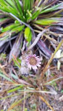 Sivun Oritrophium peruvianum (Lam.) Cuatrec. kuva